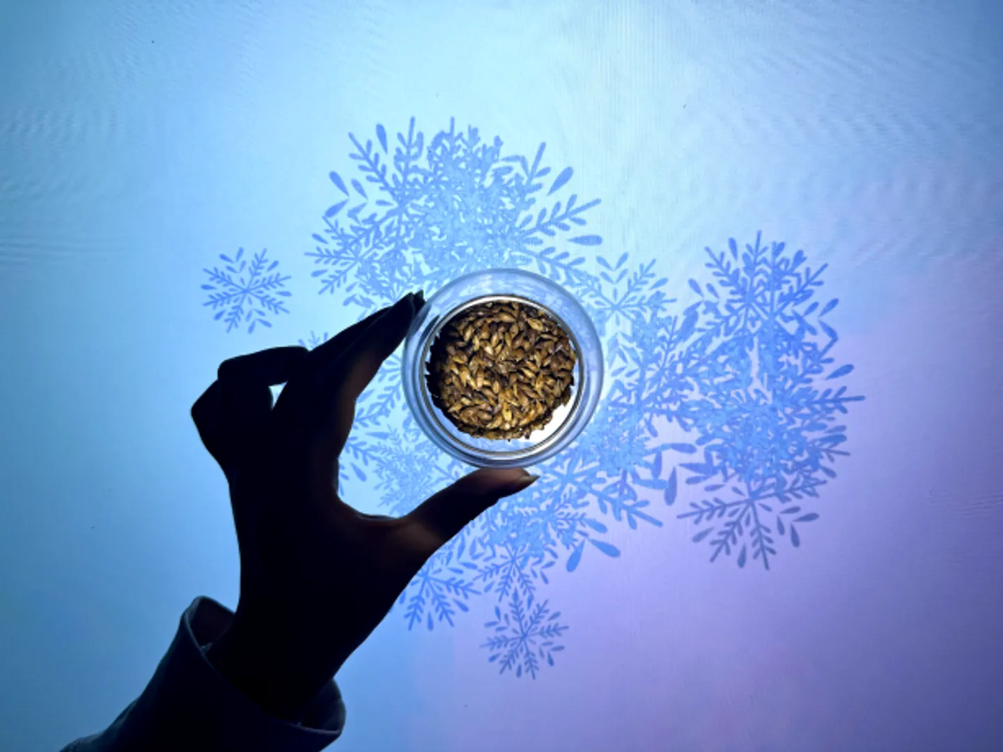 Image of Evelyn Lees project Blushed Experience